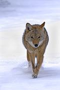 Coyote - approaching in snow V KQ7S8650