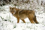 Coyote - at snowy edge YL5T3705