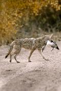 Coyote - carries pintail hen duck V b YL5T0658