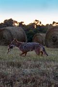 Coyote - carrying rabbit by hay bales D KQ7S4101k
