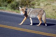 Coyote - crossing road CD MASL0137k