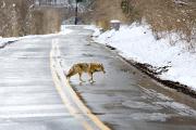Coyote - crossing road in winter YL5T5107