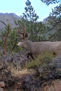 Deer, mule - buck in fall YL5T9671