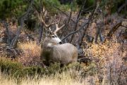 Deer, mule - buck in fall YL5T9703