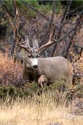 Deer, mule - buck in fall v YL5T9705
