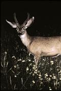 Deer, mule - buck in velvet with eye-shine at night D 24889