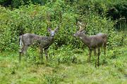 Deer, white-tailed - 2 bucks in field CD MASL6858
