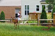 Deer, white-tailed - 2 fawns and man by house D 24953