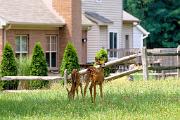Deer, white-tailed - 2 fawns in yard by house D 24960