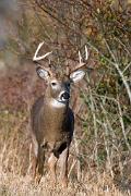 Deer, white-tailed - buck by edge D YL5T8054