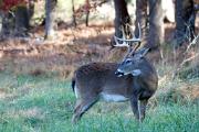 Deer, white-tailed - buck by woods CD YL5T8090