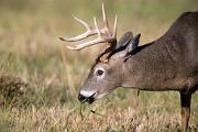 Deer, white-tailed - buck eating grass D YL5T8006