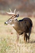 Deer, white-tailed - buck eating grass D YL5T8026