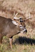 Deer, white-tailed - buck eating grass VD YL5T8037