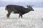 Deer, white-tailed - buck eating grass in fog D YL5T8216k
