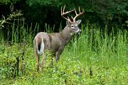 Deer, white-tailed - buck in field CD MASL7004
