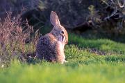 Cottontail, desert cottontail - cleaning hind paw D 14586