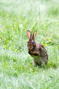 Rabbit, eastern cottontail - cleaning KQ7S1559