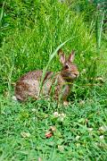 Rabbit, eastern cottonatil - in grassy field VD YL5T5393