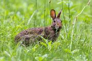 Cottontail, eastern - eating grass CD YL5T5013k