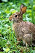 Rabbit, Eastern cottontail - eating grass 11055