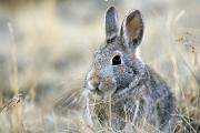 Rabbit, mountain cottontail - eating dry grass KQ7S9384