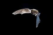 Bat, big brown - flying YL5T2705