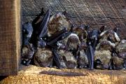 Bat, big brown - nursery colony in barn D YL5T3319k