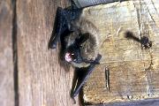 Bat, big brown bat 12028