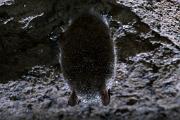 Bat, tri-colored (pipistrelle) - hibernating, in cave, condensation  IMG_2012