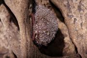 Bat, tri-colored (pipistrelle) - hibernating, in cave, condensation  IMG_2037