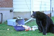 Bear, American black - at garbage can D 16264