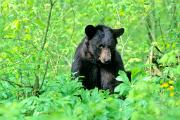 Bear, black - by mayapples 16966
