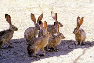 Rabbits, Hares Jackrabbits