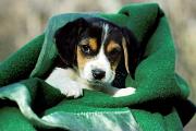 Beagle pup - in blanket D 16114k