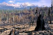 Forestfire - charred aftermath (Yosemite) 22889