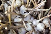Garlic - fresh garden produce MASP7262